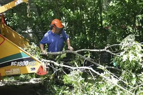 tree services Hastings-on-Hudson